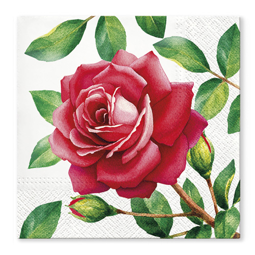 PAW – Törlőkendő TaT 33x33cm Special Rose