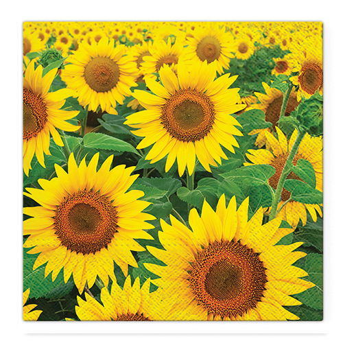 PAW – Törlőkendő TaT 33x33cm Sunflowers Field